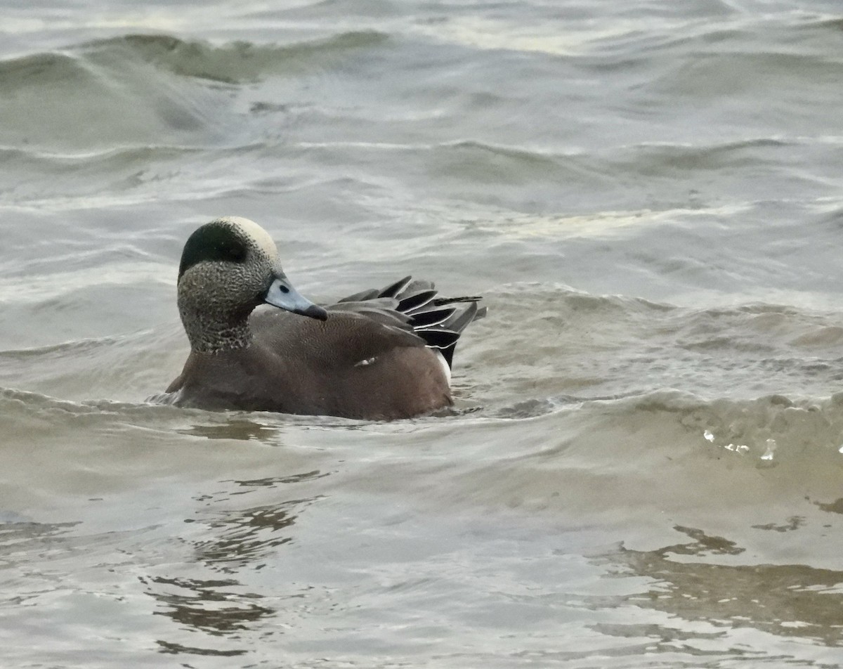 American Wigeon - ML627344290