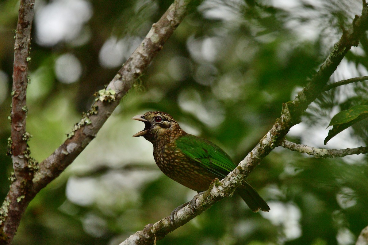 Spotted Catbird - ML627344296