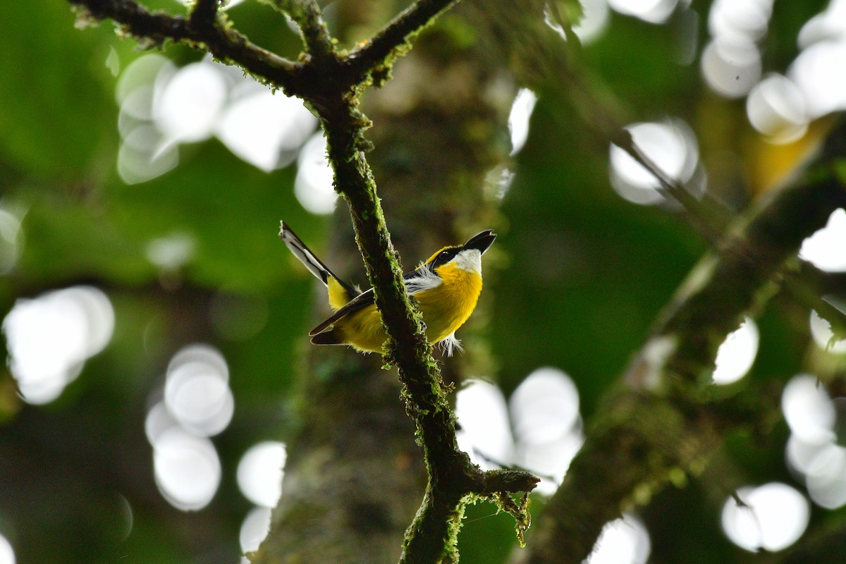 Yellow-breasted Boatbill - ML627344299