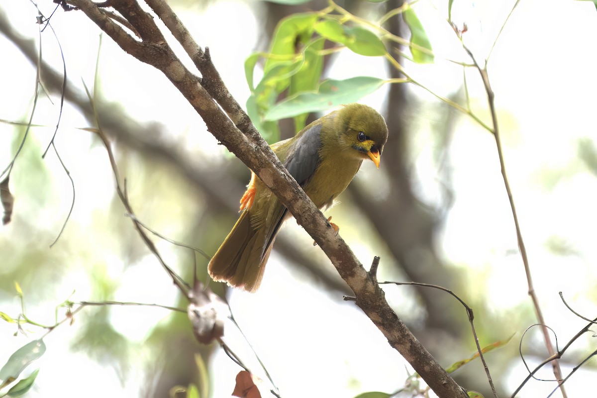 Bell Miner - ML627344335