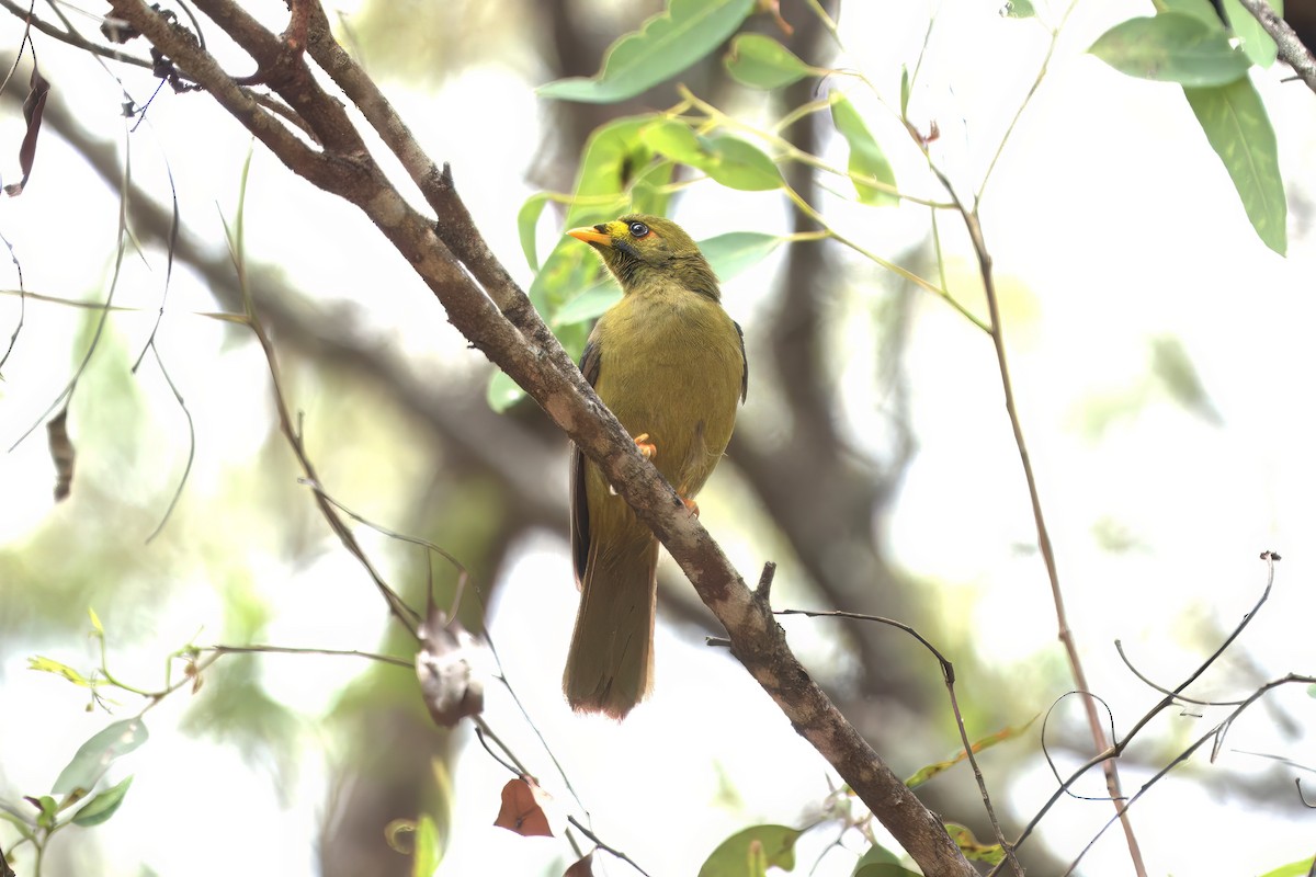 Bell Miner - ML627344336