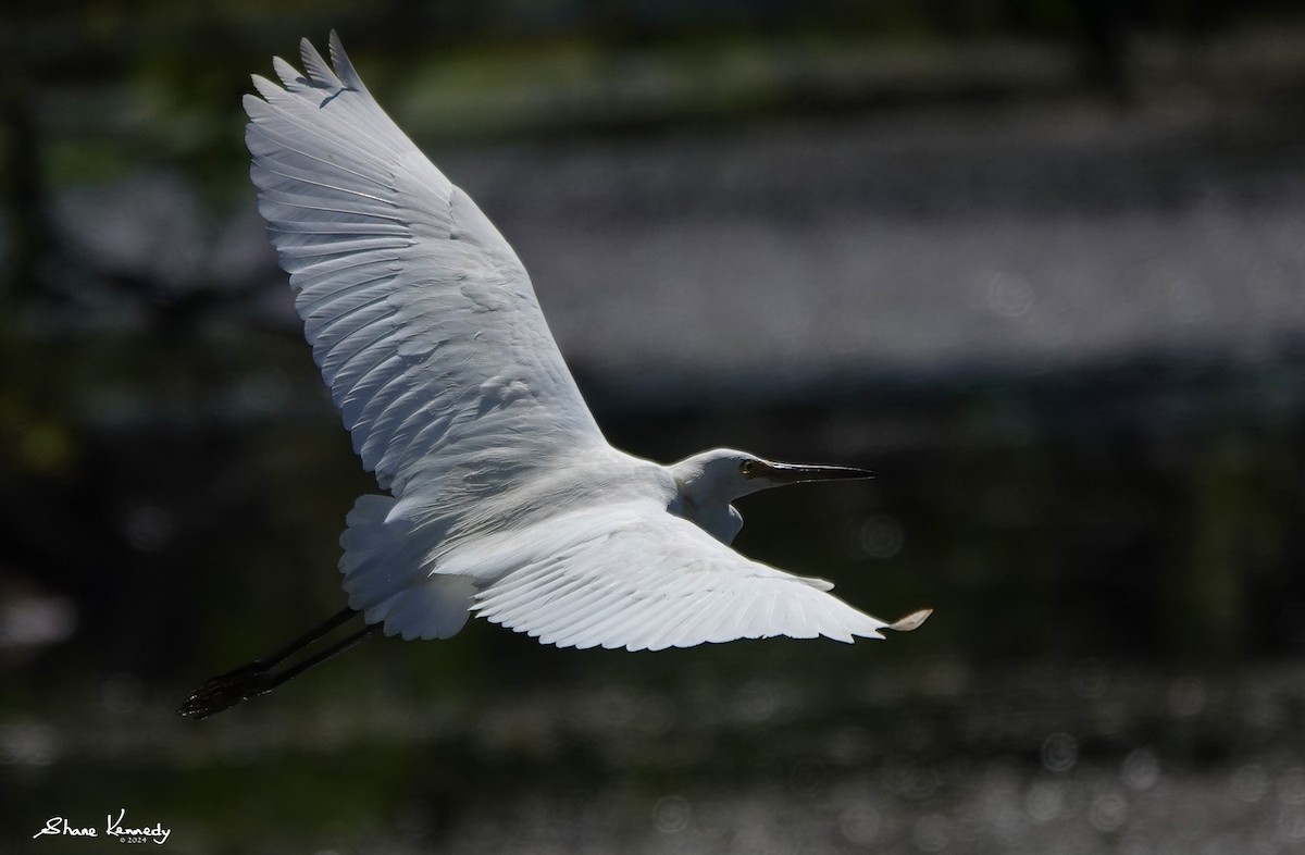 Хурган дэглий - ML627344441