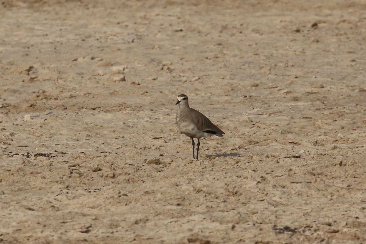 Sociable Lapwing - ML627344493