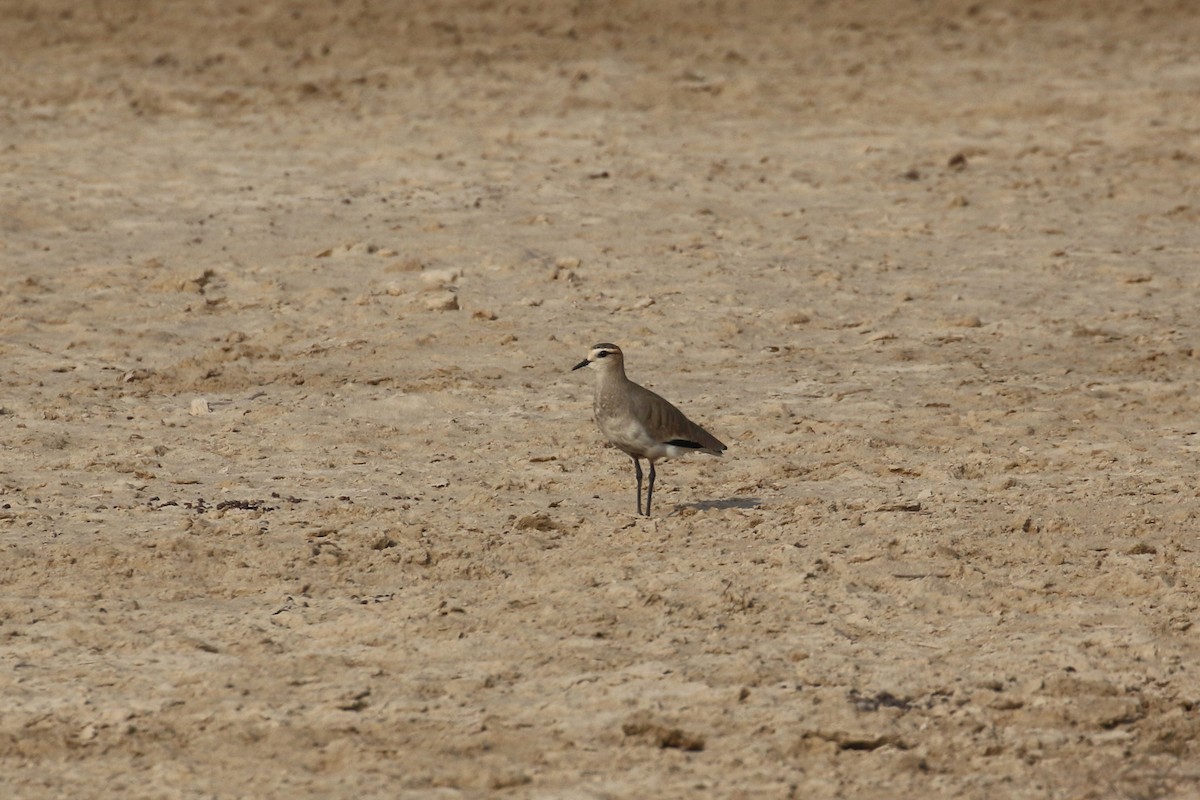 Sociable Lapwing - ML627344494