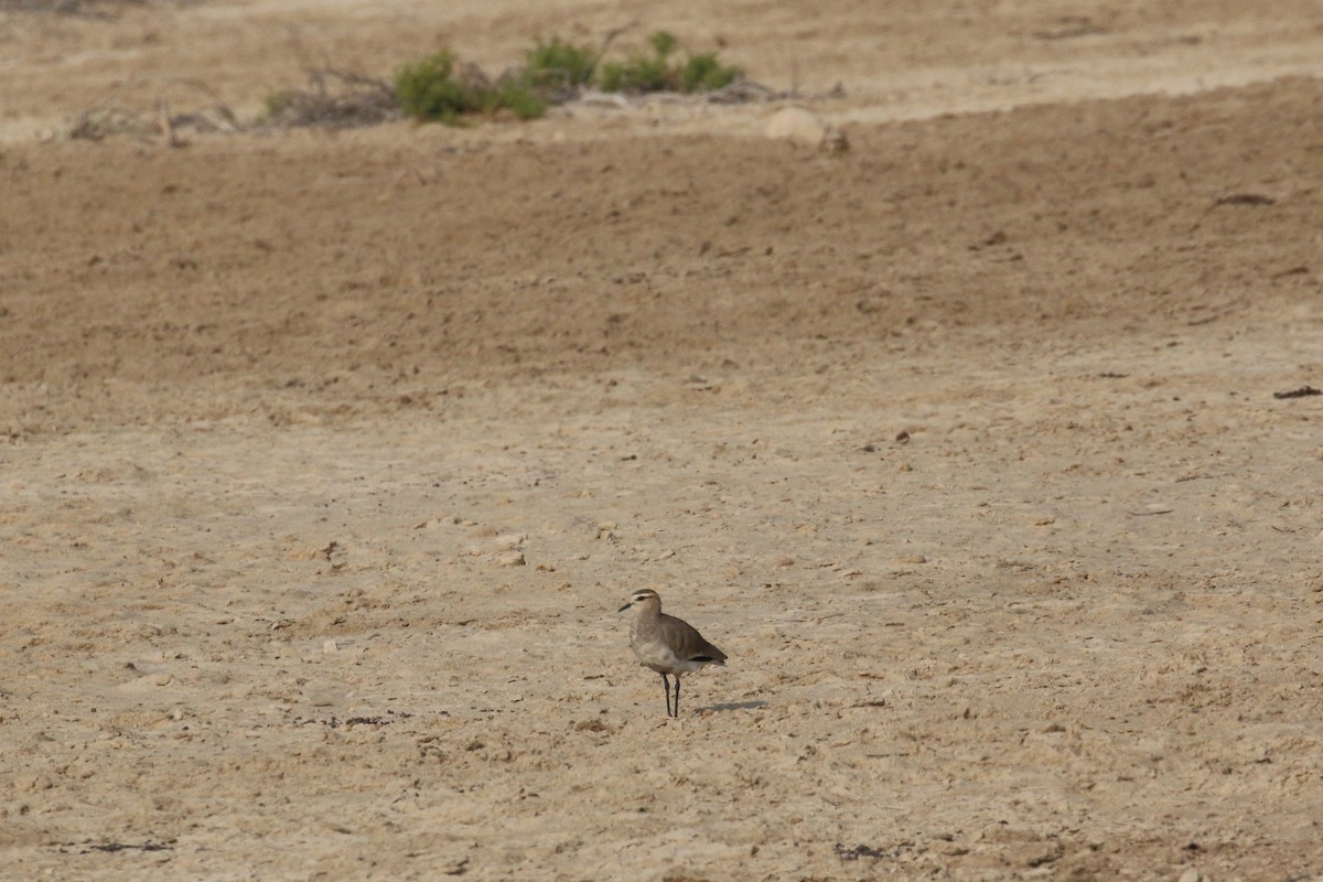 Sociable Lapwing - ML627344495