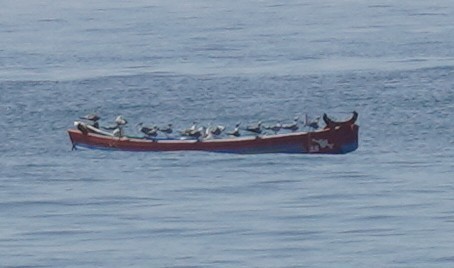 Great Crested Tern - ML627344595