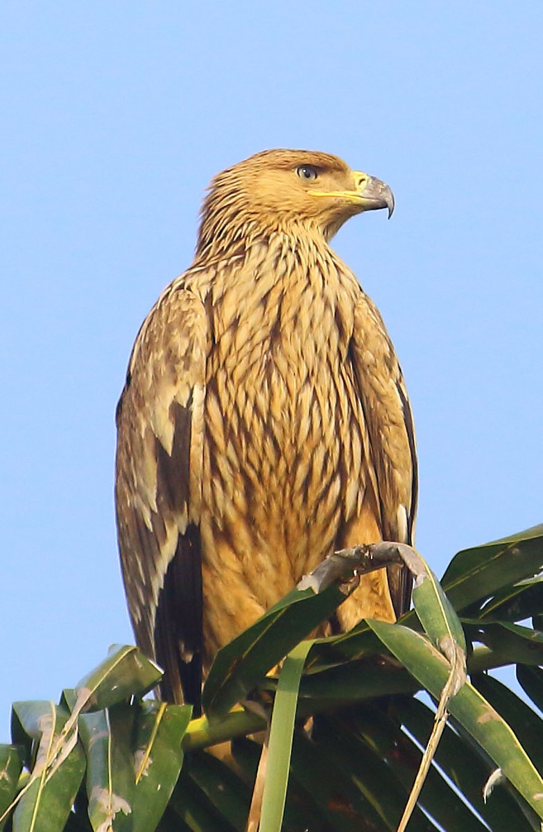 白肩鵰 - ML627344628