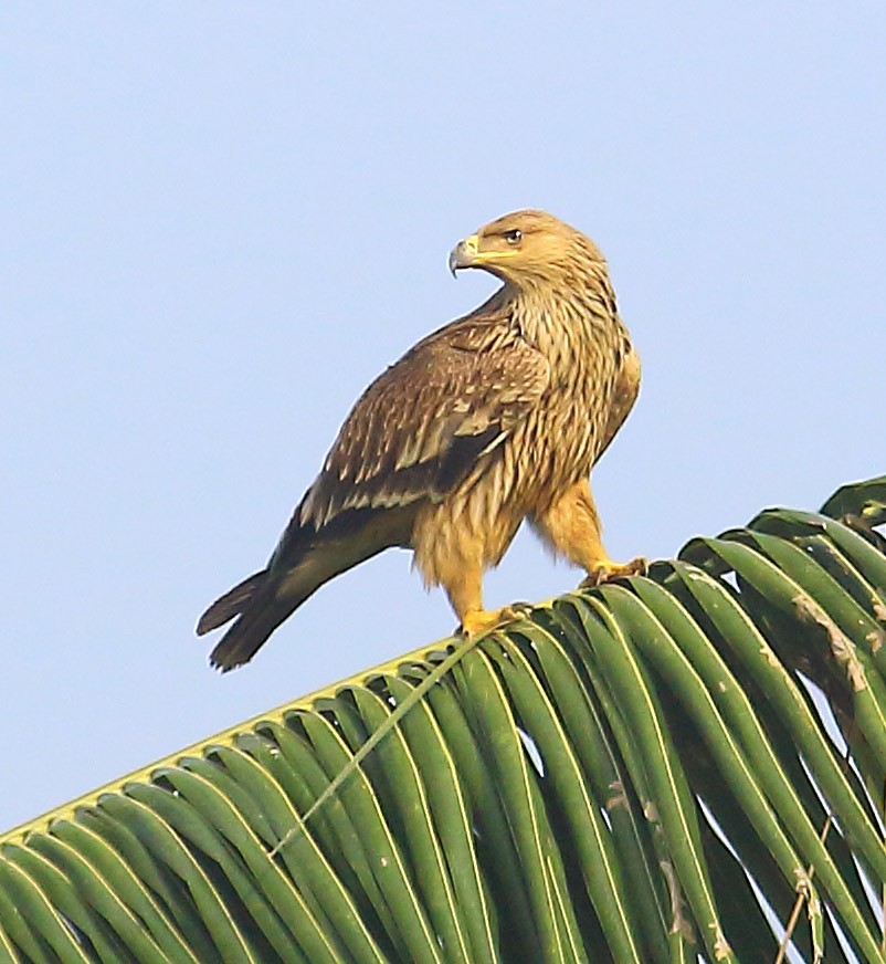 白肩鵰 - ML627344629