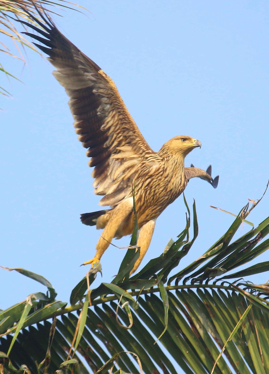 白肩鵰 - ML627344630