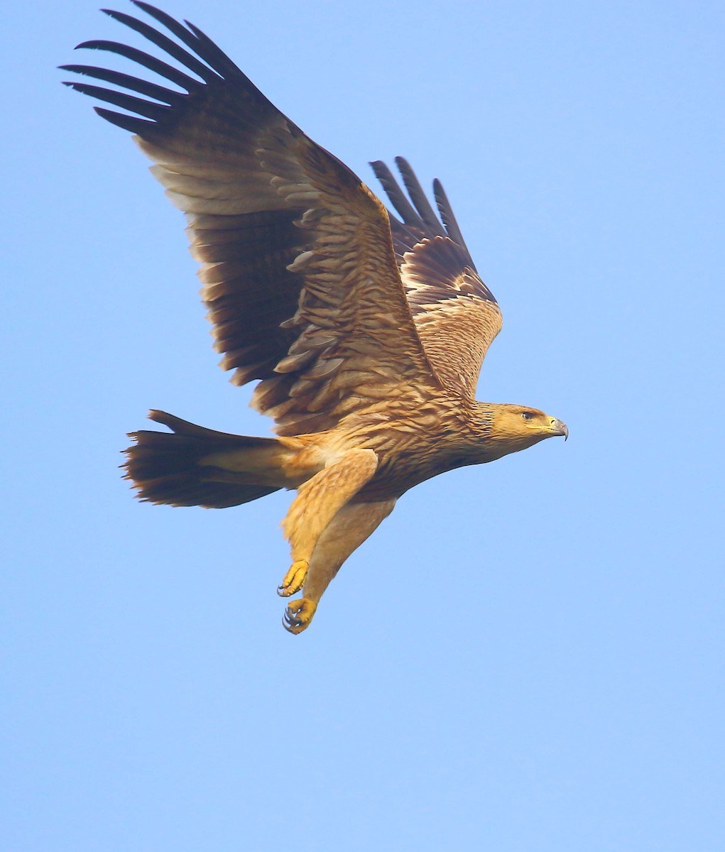 白肩鵰 - ML627344631