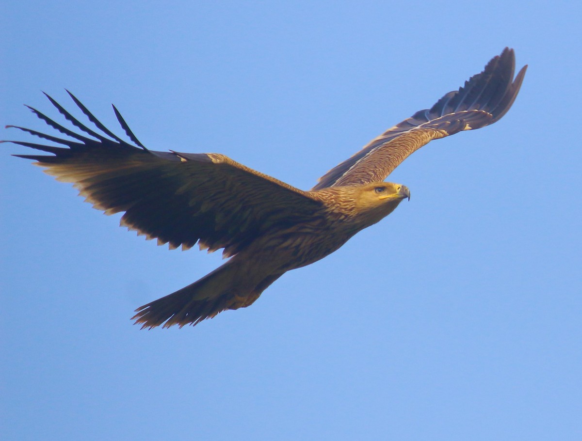 白肩鵰 - ML627344632