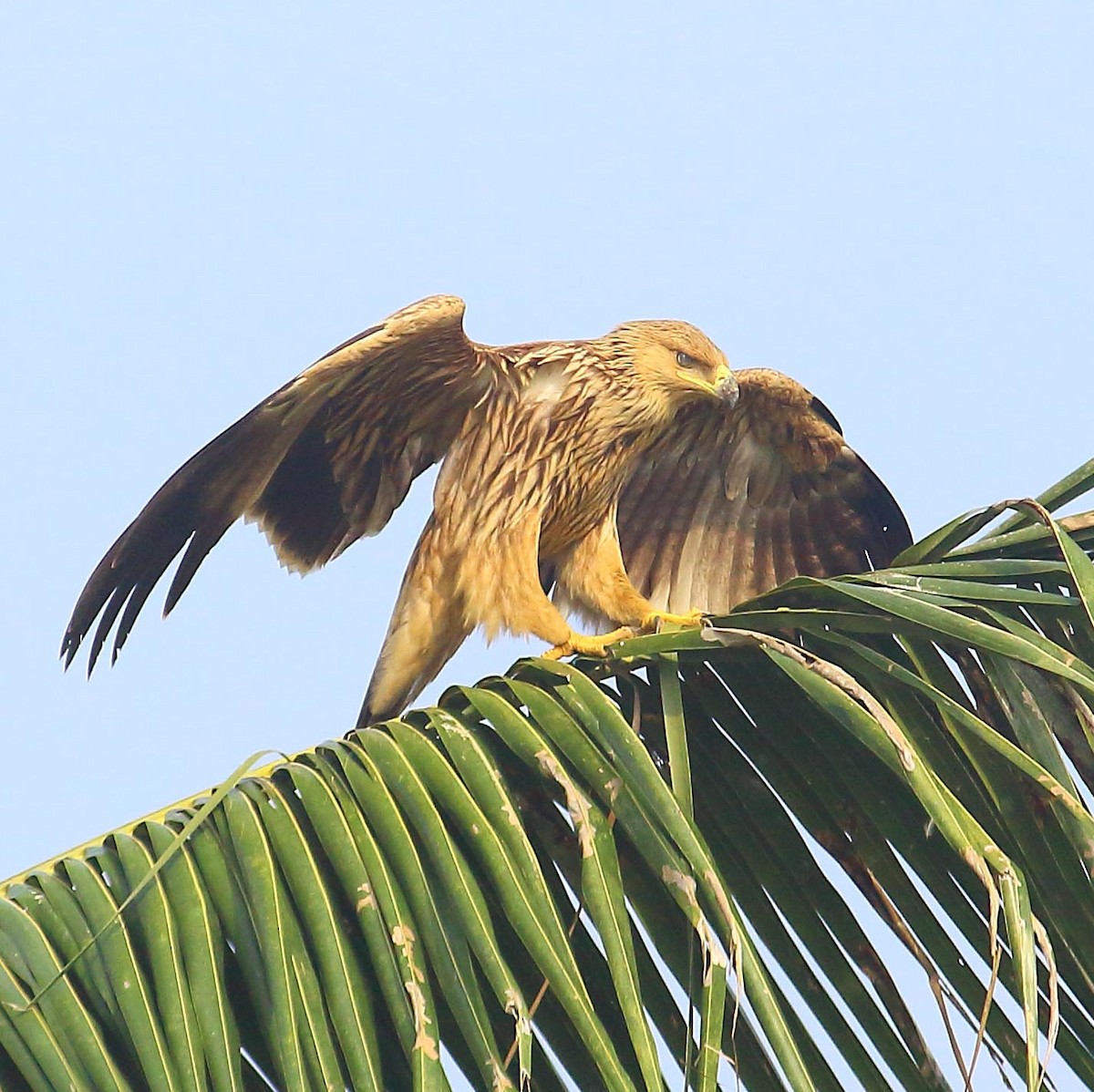 白肩鵰 - ML627344633