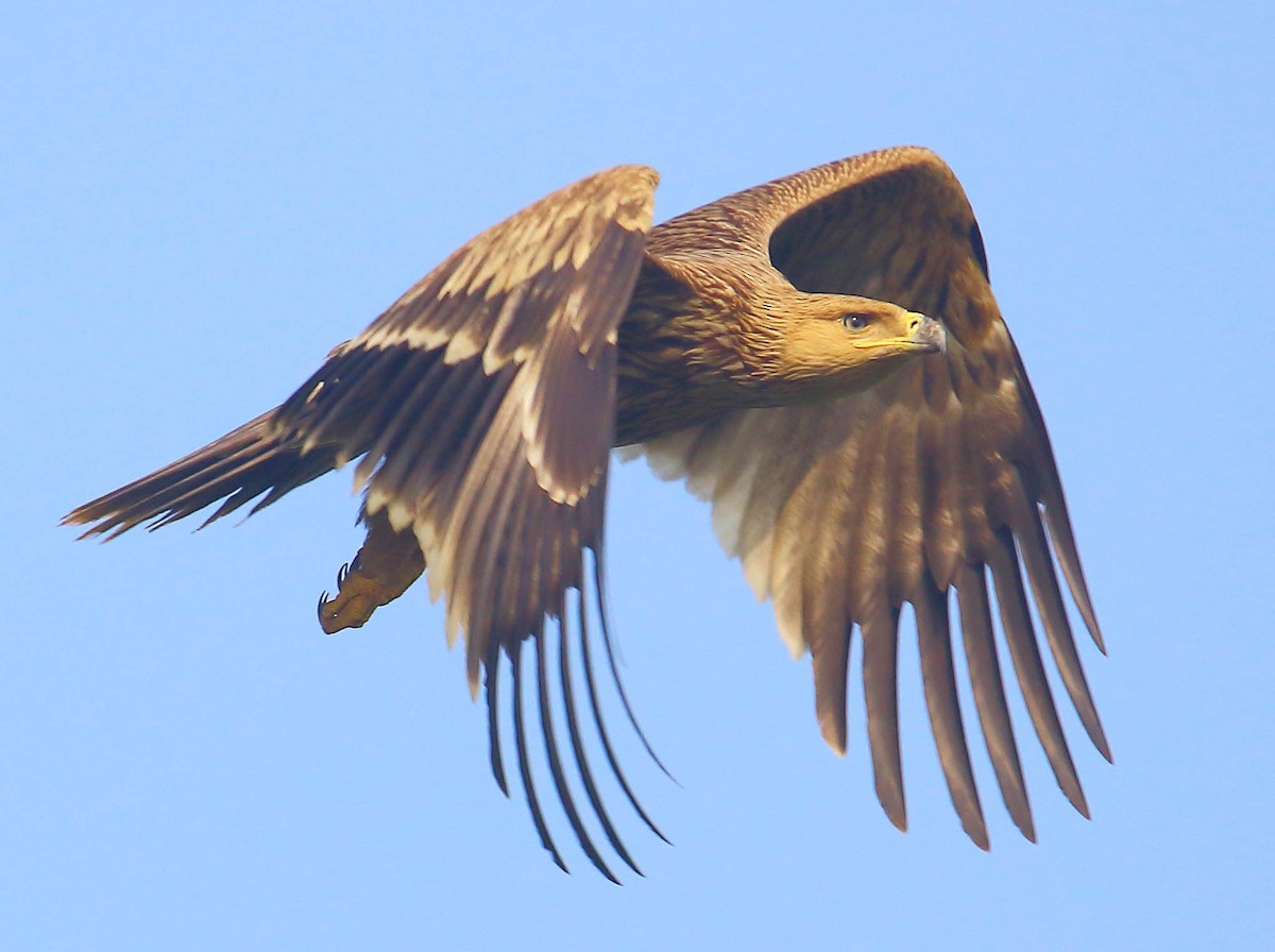 白肩鵰 - ML627344634