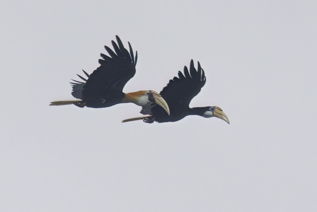 Blyth's Hornbill - ML627344831