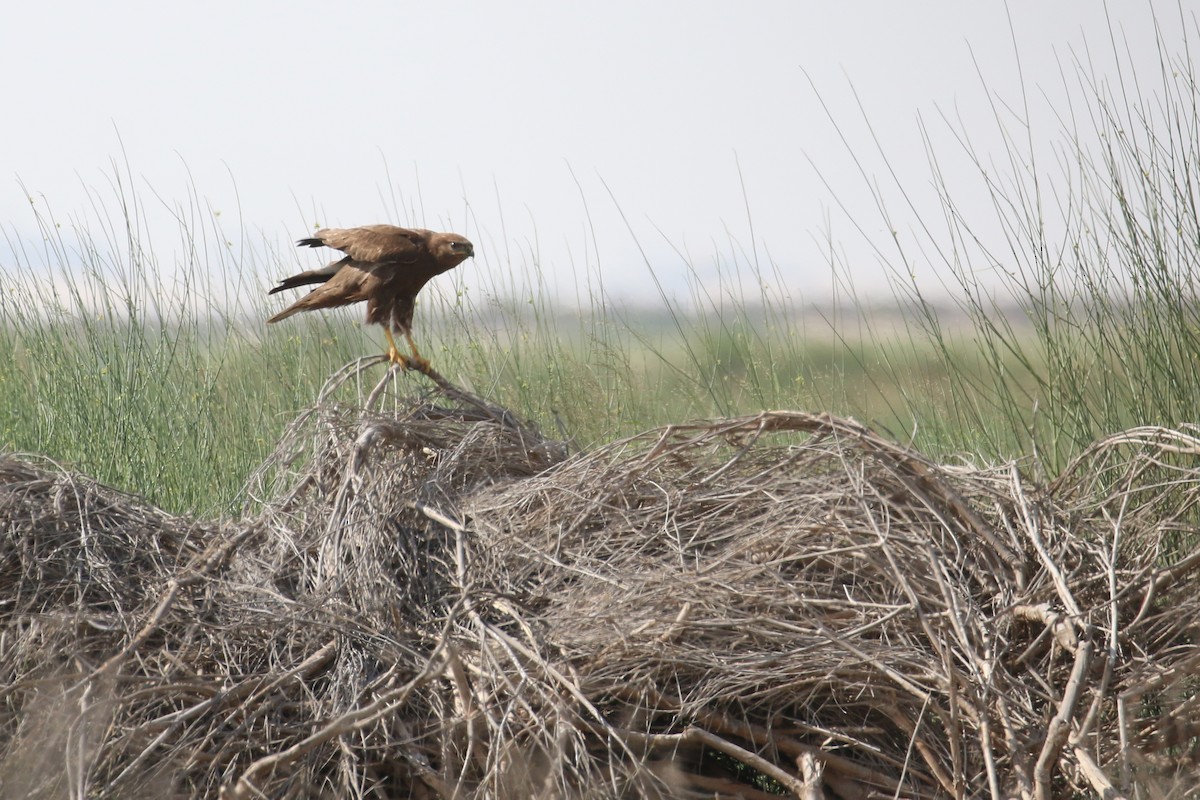 Mäusebussard (vulpinus/menetriesi) - ML627344937