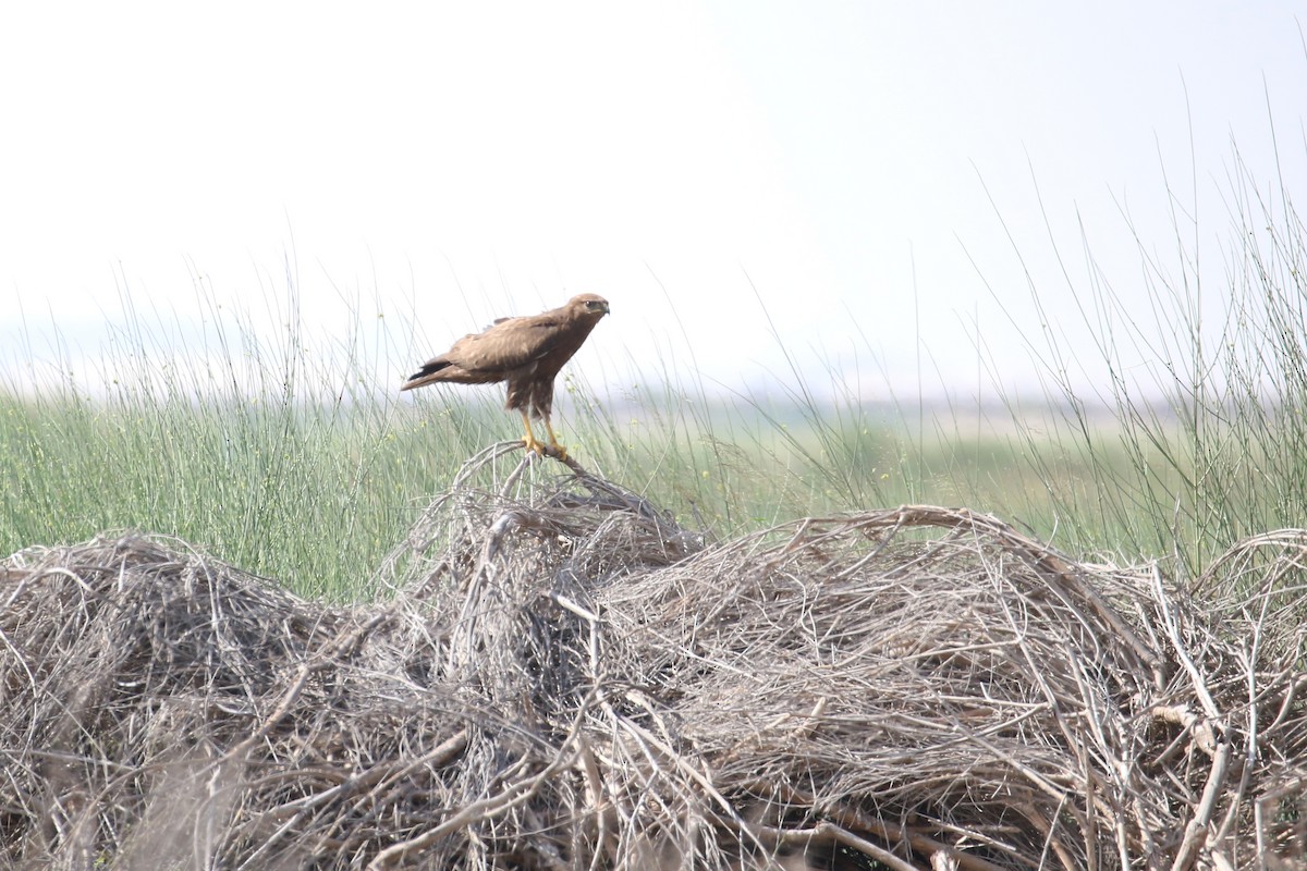 Mäusebussard (vulpinus/menetriesi) - ML627344938