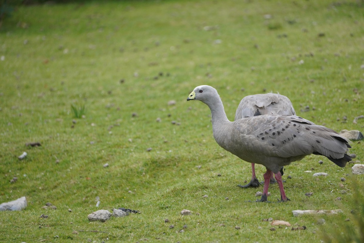 Cape Barren Goose - ML627345411