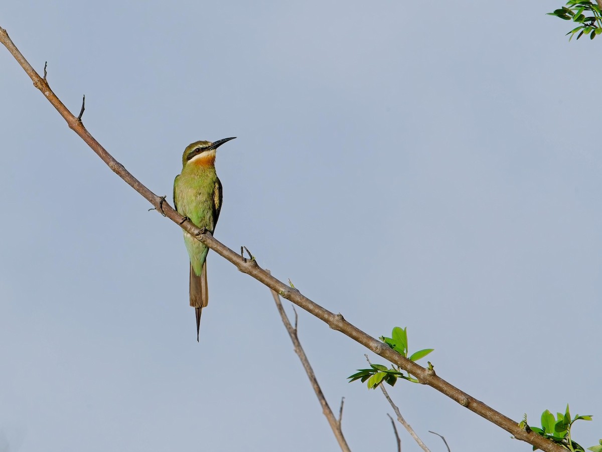 Guêpier de Madagascar - ML627345755