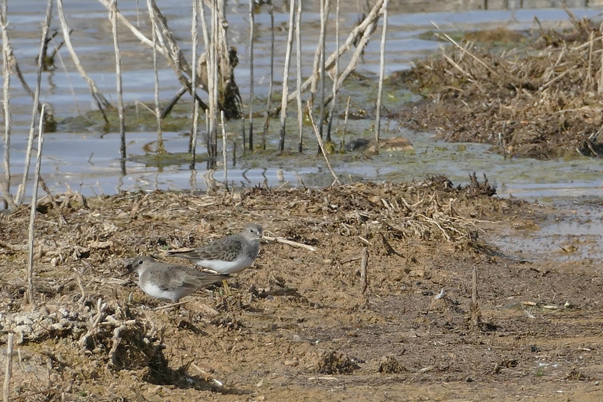 Temminck's Stint - ML627345761