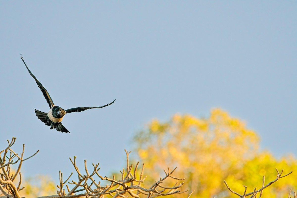 Corbeau pie - ML627345770