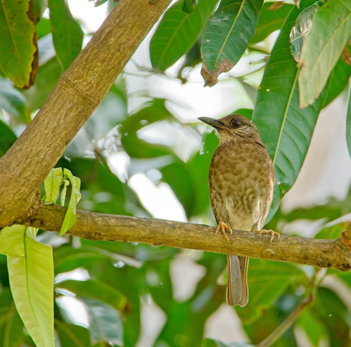 Comoro Thrush - ML627345783