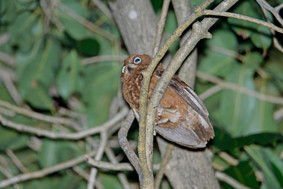 Petit-duc de Mohéli - ML627345811