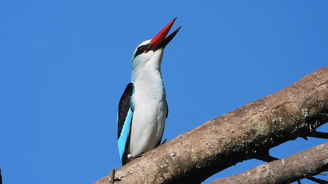 Woodland Kingfisher - ML627345818