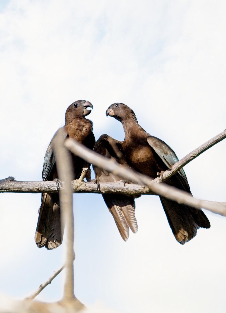 Greater Vasa/Comoro Black Parrot - ML627345829