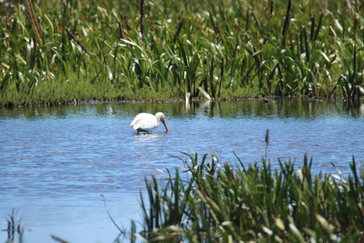 Espátula Piquigualda - ML627346062