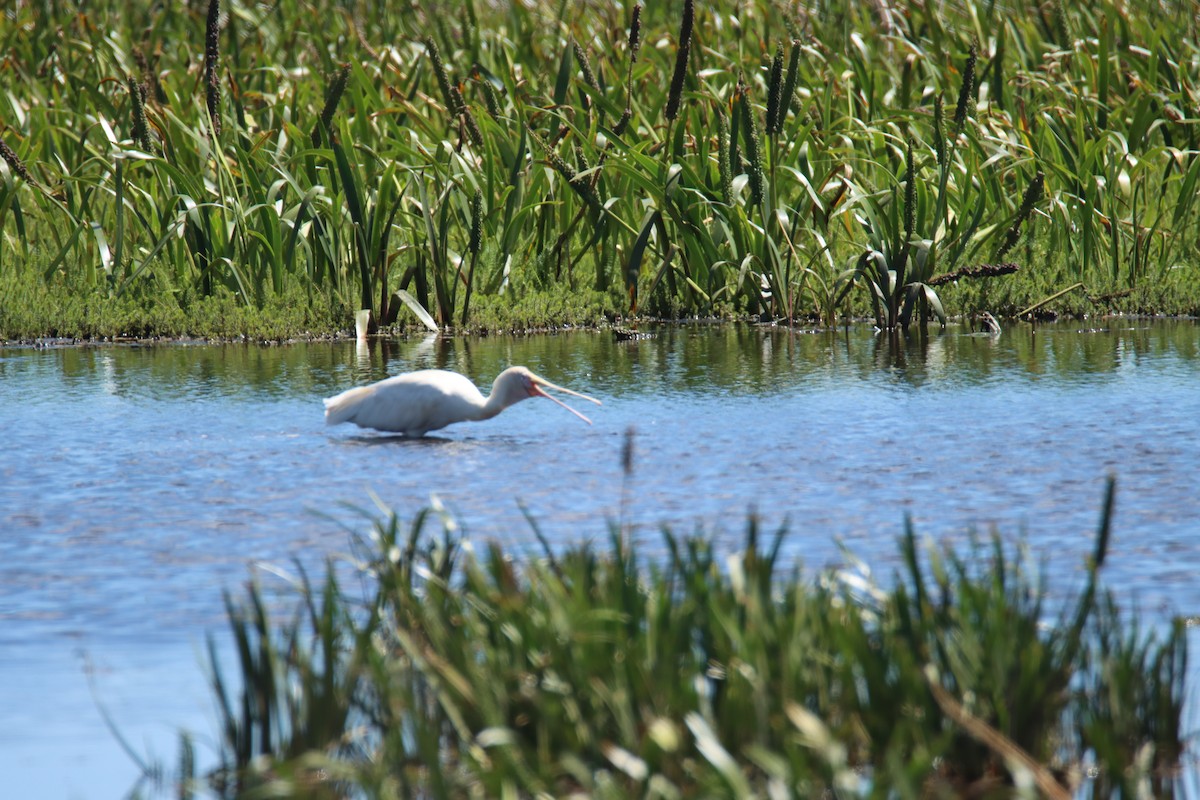 Espátula Piquigualda - ML627346065