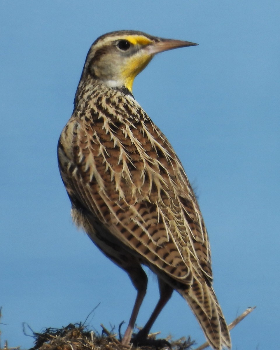 Western Meadowlark - ML627346084