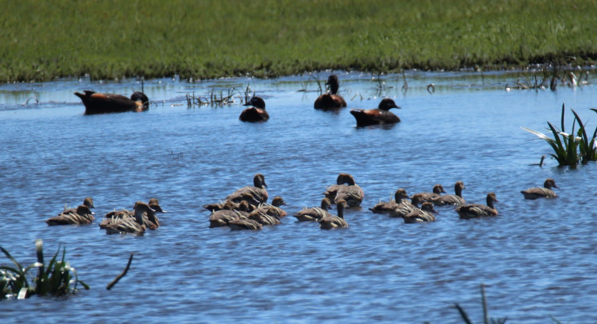 Suirirí Australiano - ML627346112