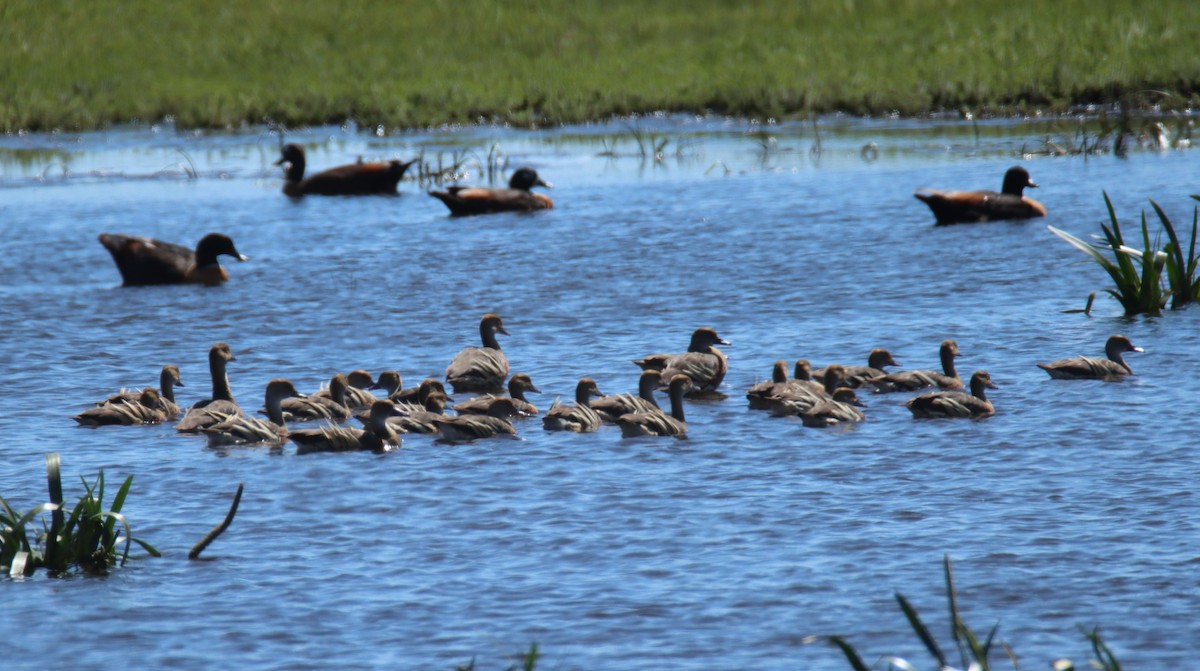 Suirirí Australiano - ML627346113