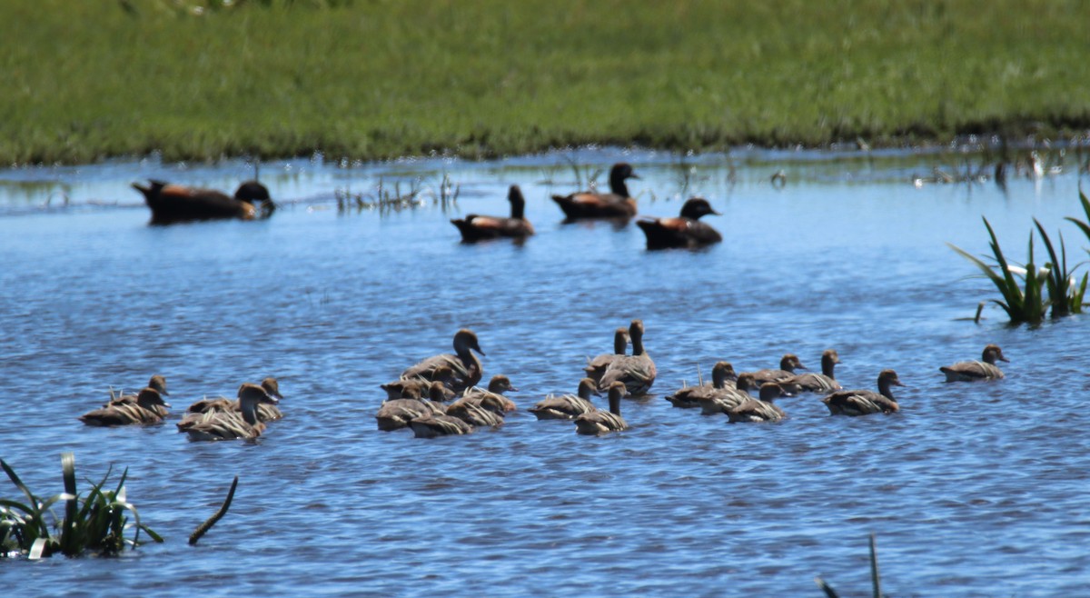 Suirirí Australiano - ML627346114