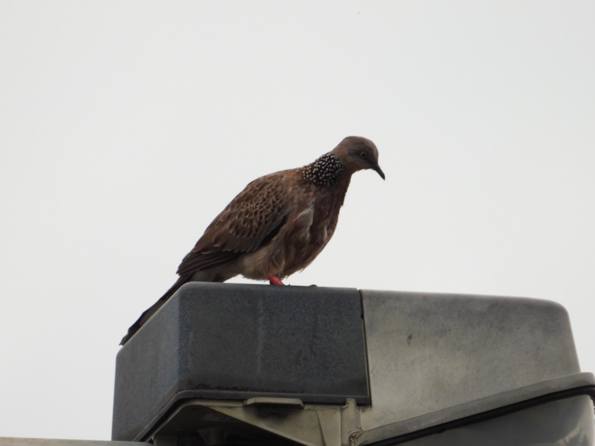 Spotted Dove - ML627346115