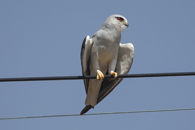 Black-winged Kite - ML627346194