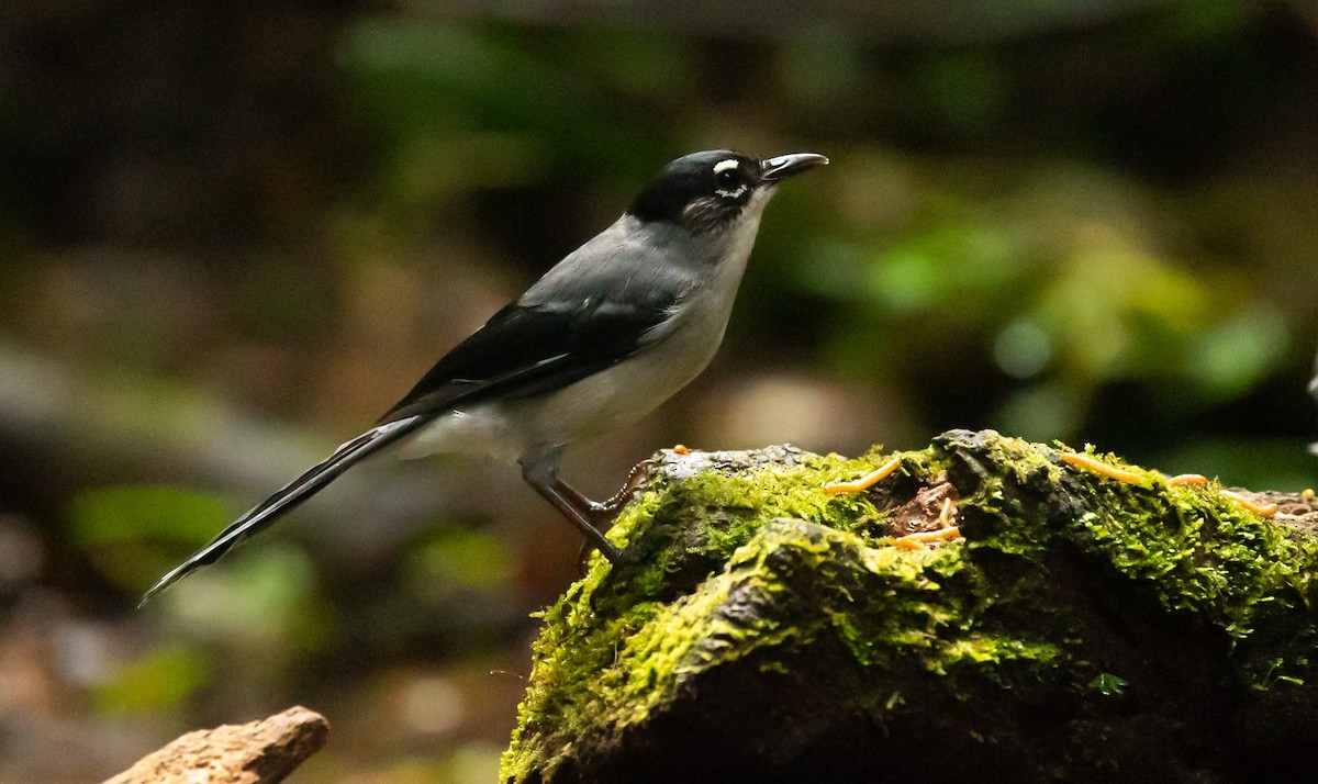 Black-headed Sibia - ML627346267