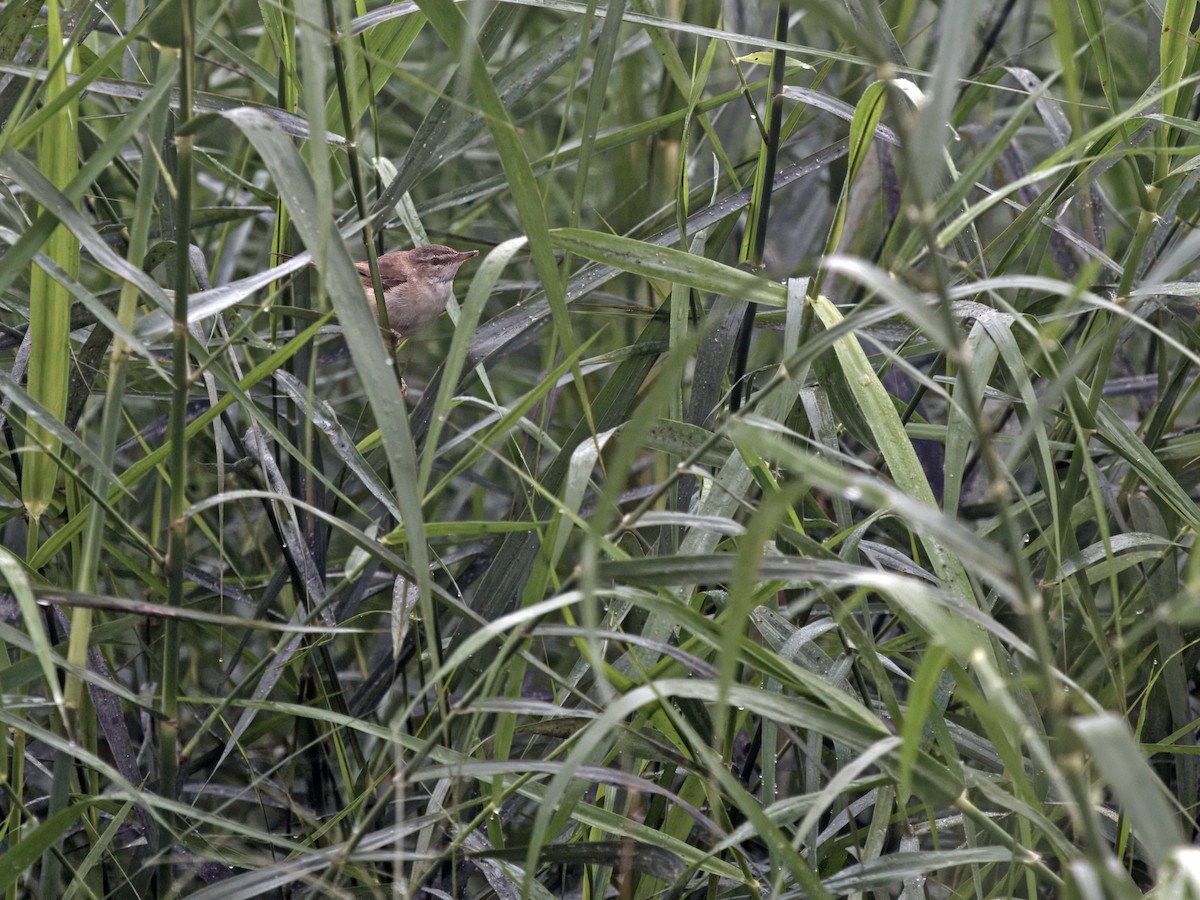 Blunt-winged Warbler - James Eaton