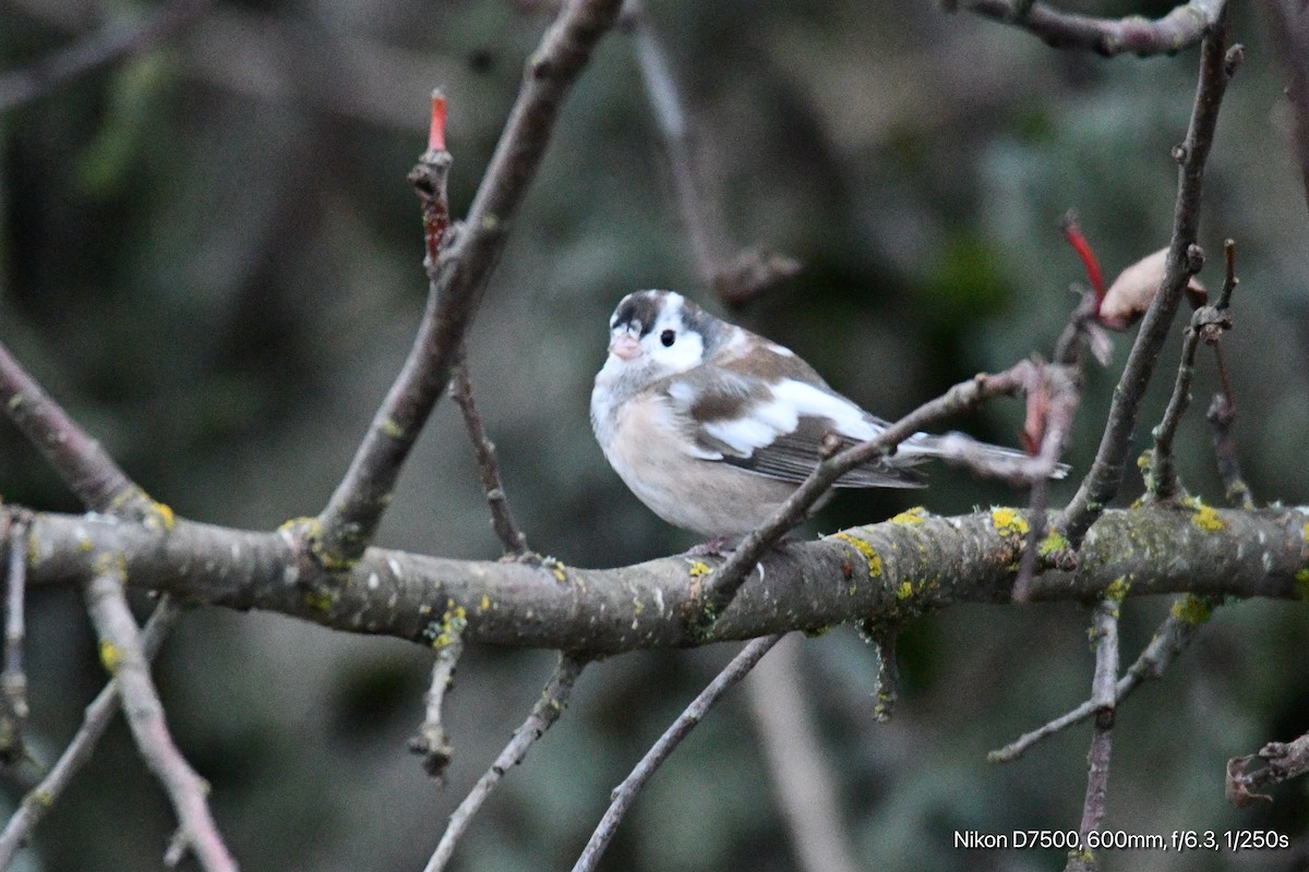 Dark-eyed Junco - ML627346307