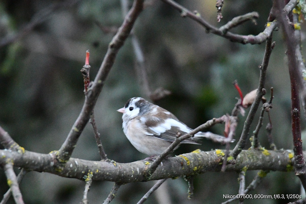 Dark-eyed Junco - ML627346308