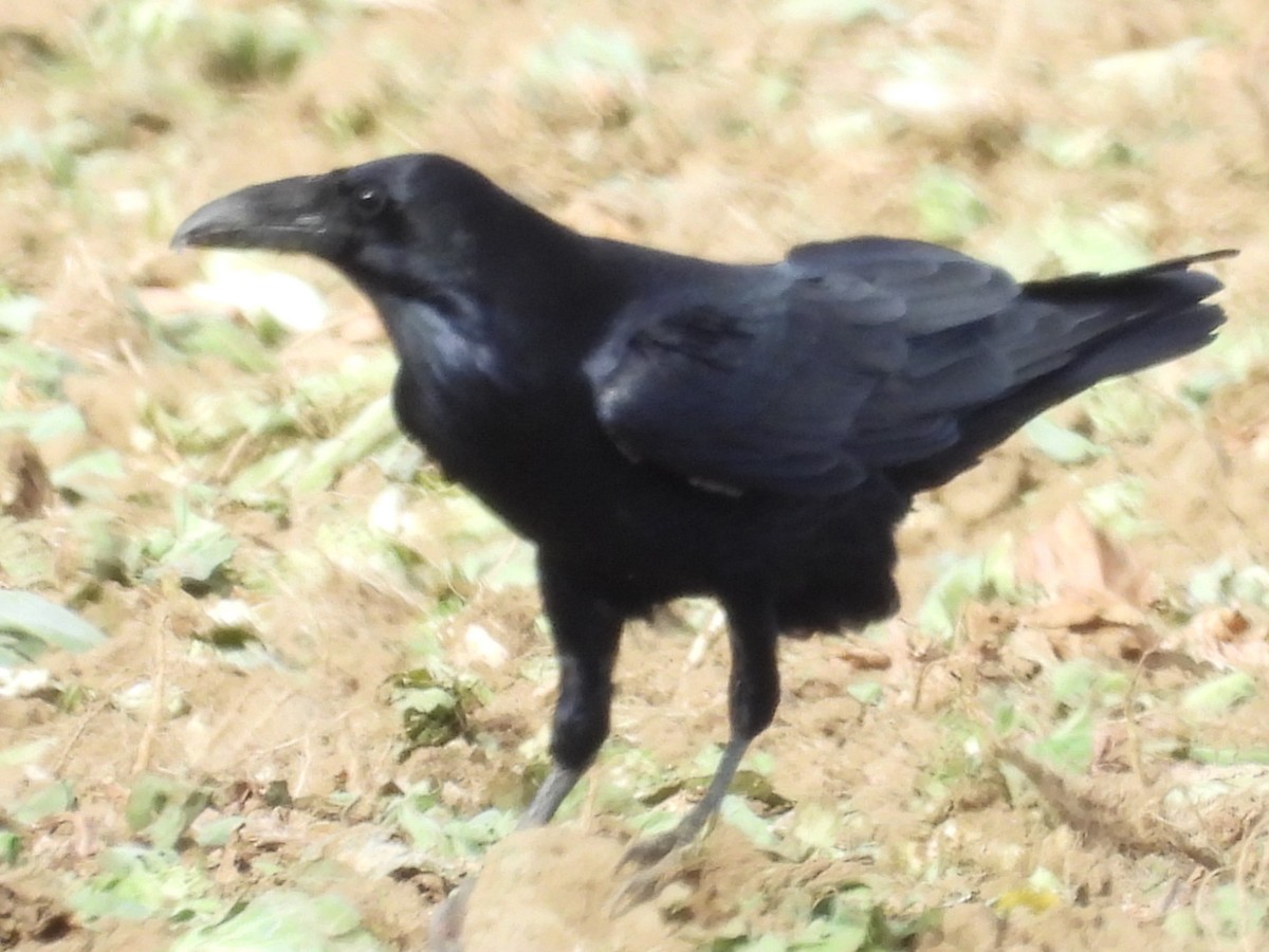 Хон хэрээ - ML627346462