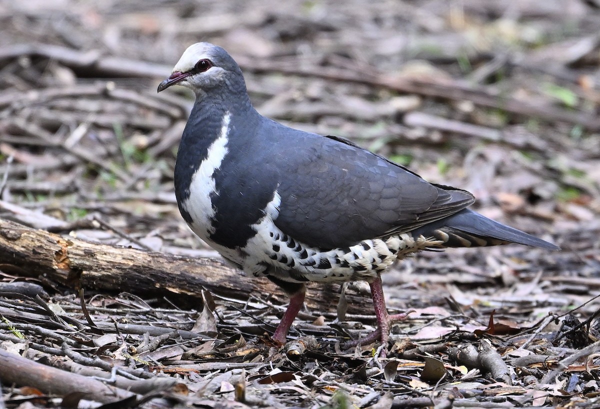 Wonga Pigeon - ML627346506