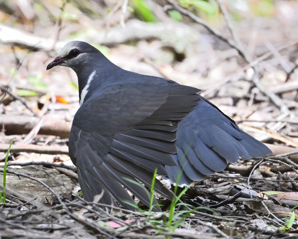 Wonga Pigeon - ML627346508