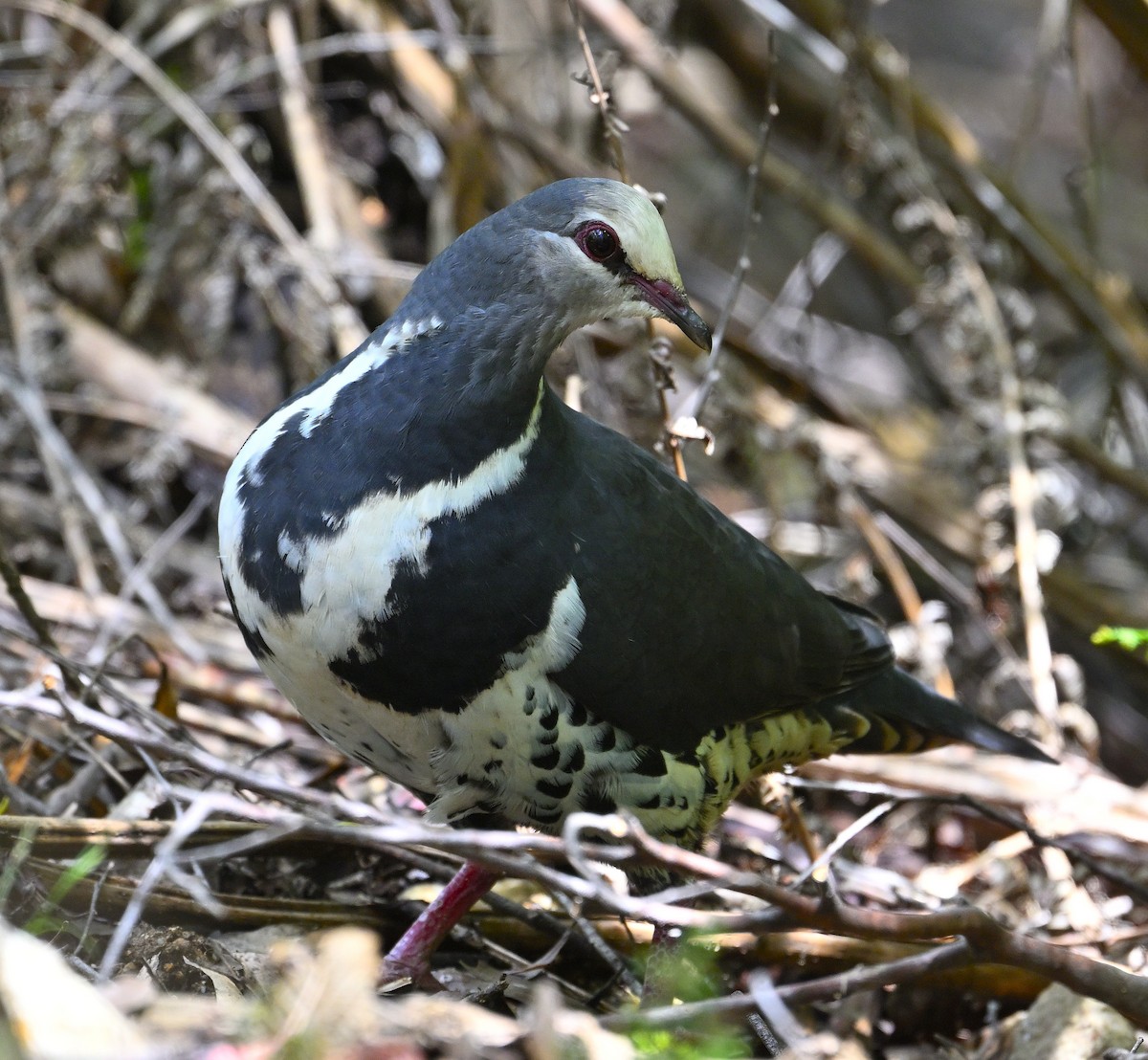 Wonga Pigeon - ML627346509