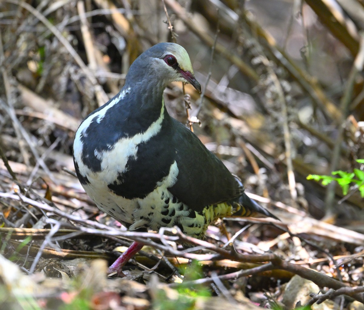 Wonga Pigeon - ML627346510