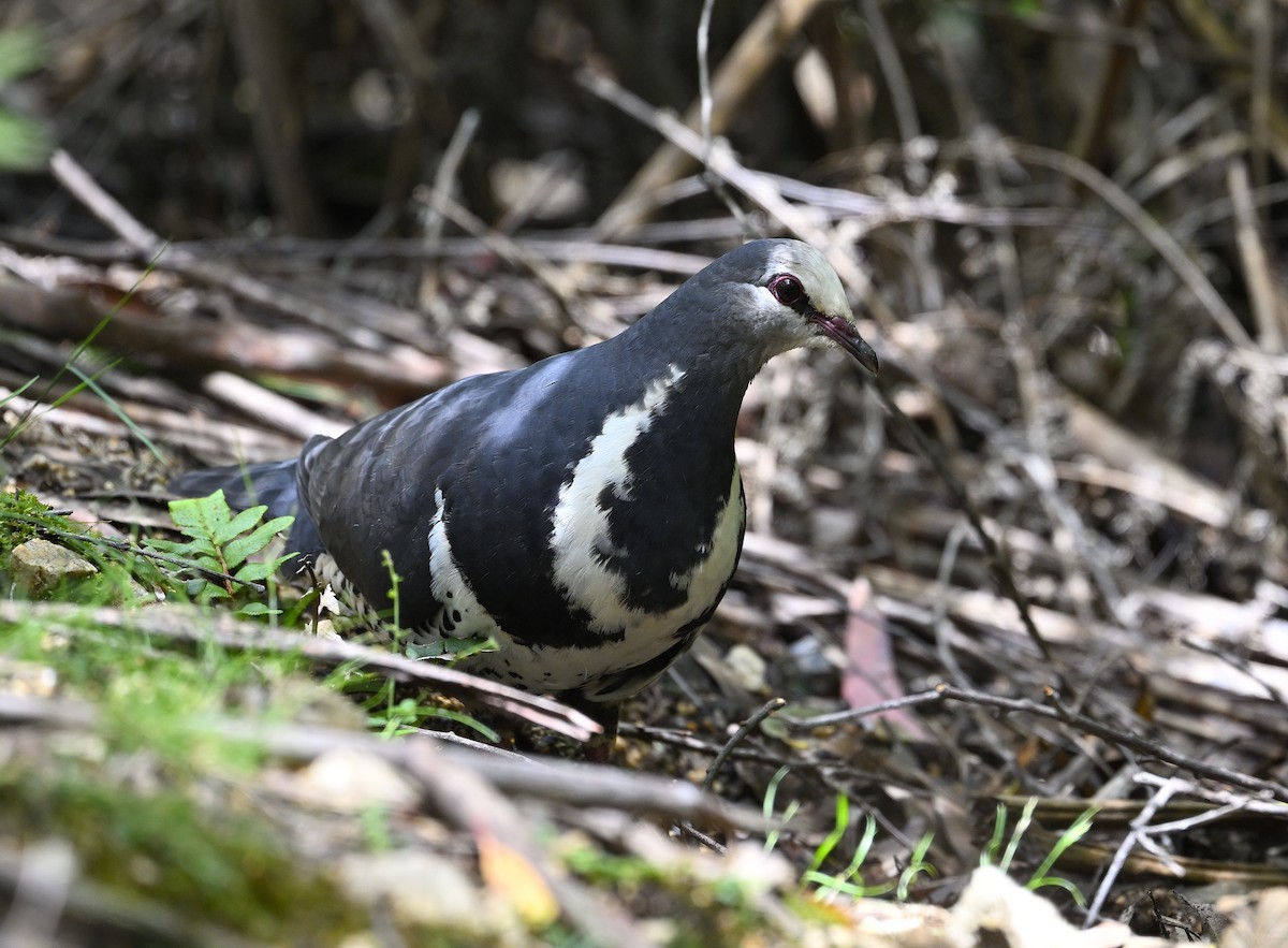 Wonga Pigeon - ML627346511