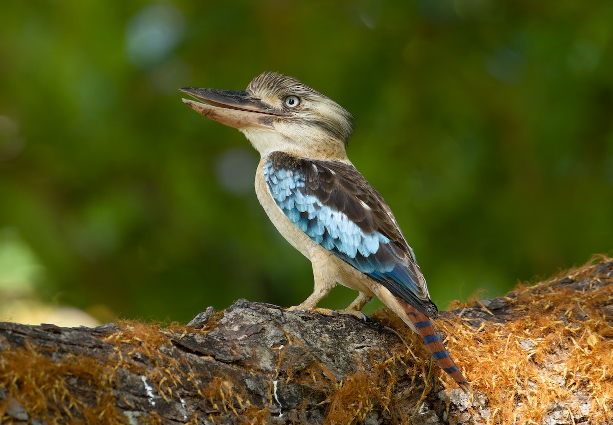 Blue-winged Kookaburra - ML627346512