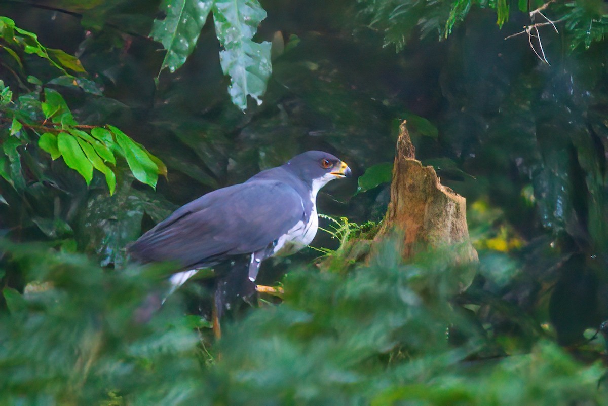 Black Goshawk - ML627346580