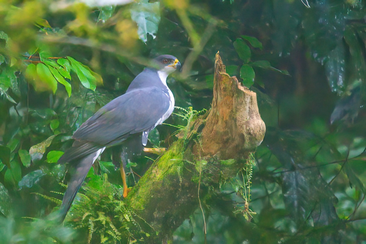 Black Goshawk - ML627346581