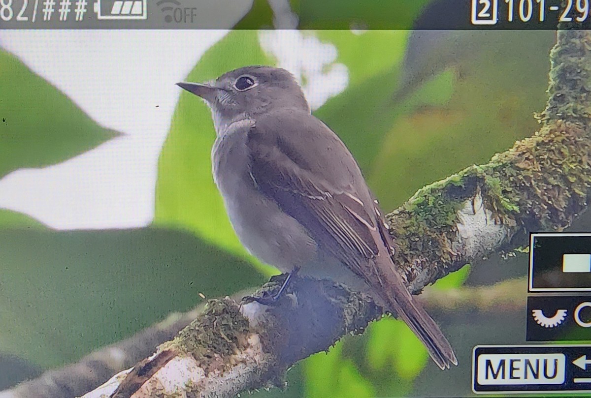 Дагуурын намнаахай - ML627346586